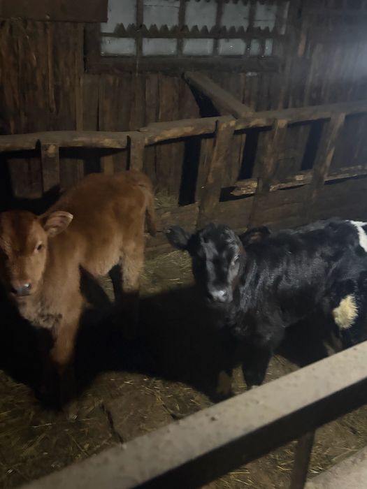 Продам бычков месячные!