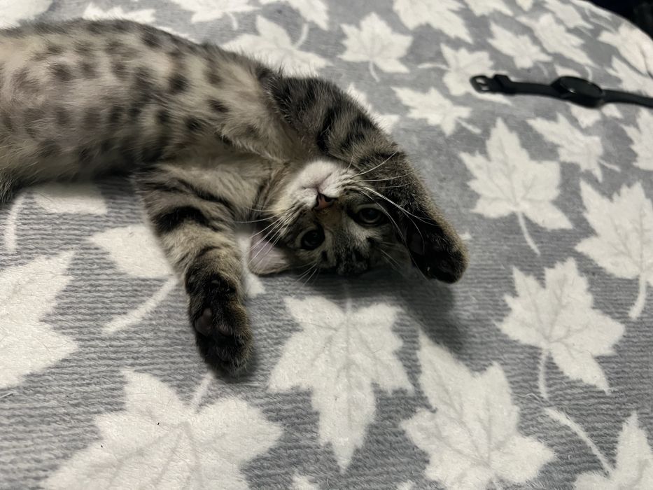 Котенок в добрые руки