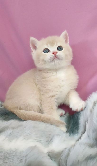 британец лиловая шиншилла мальчик