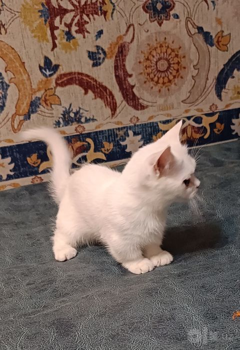 Манчкин. Мальчик белого окраса.