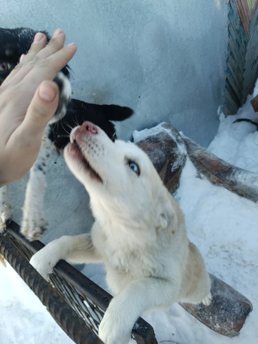 Отдам собачку полгода