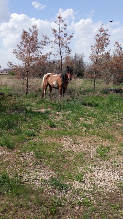 Продам яловую кобылу бие.