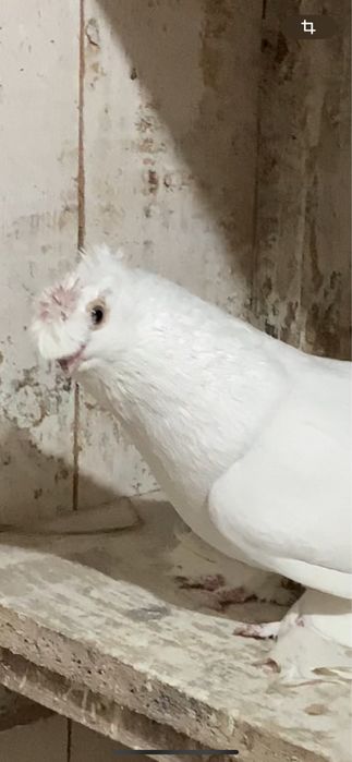 Голуби вольерные