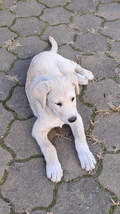 Pui de Labrador fetiță, 3 luni
