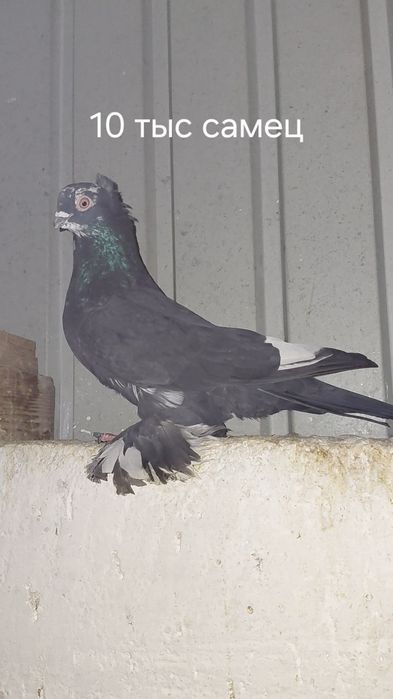 Голуби игровых кровей