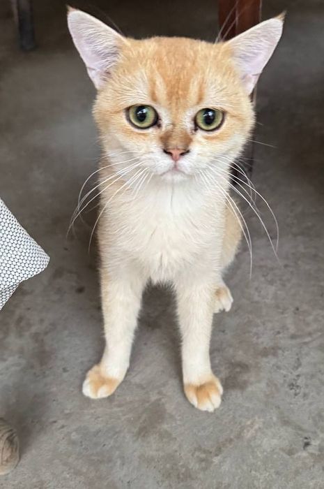 Золотая британская шиншила