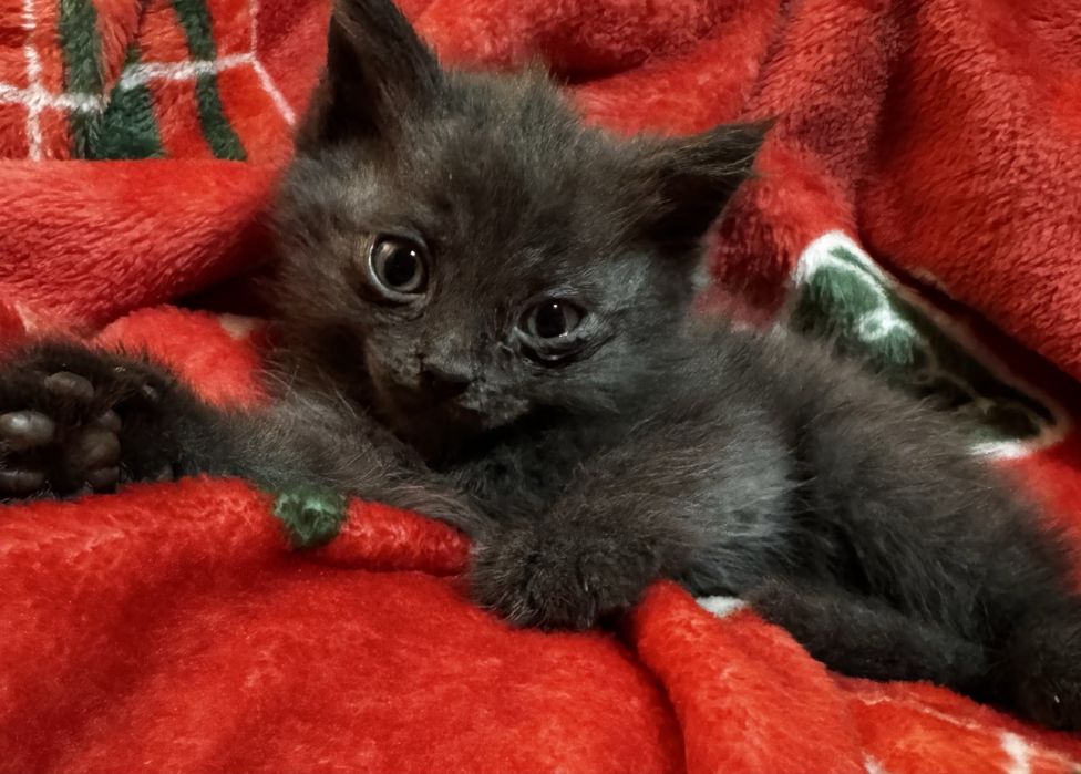 Котята пушистики