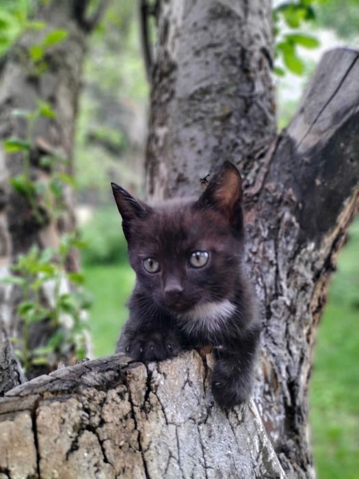 Котята бесплатно