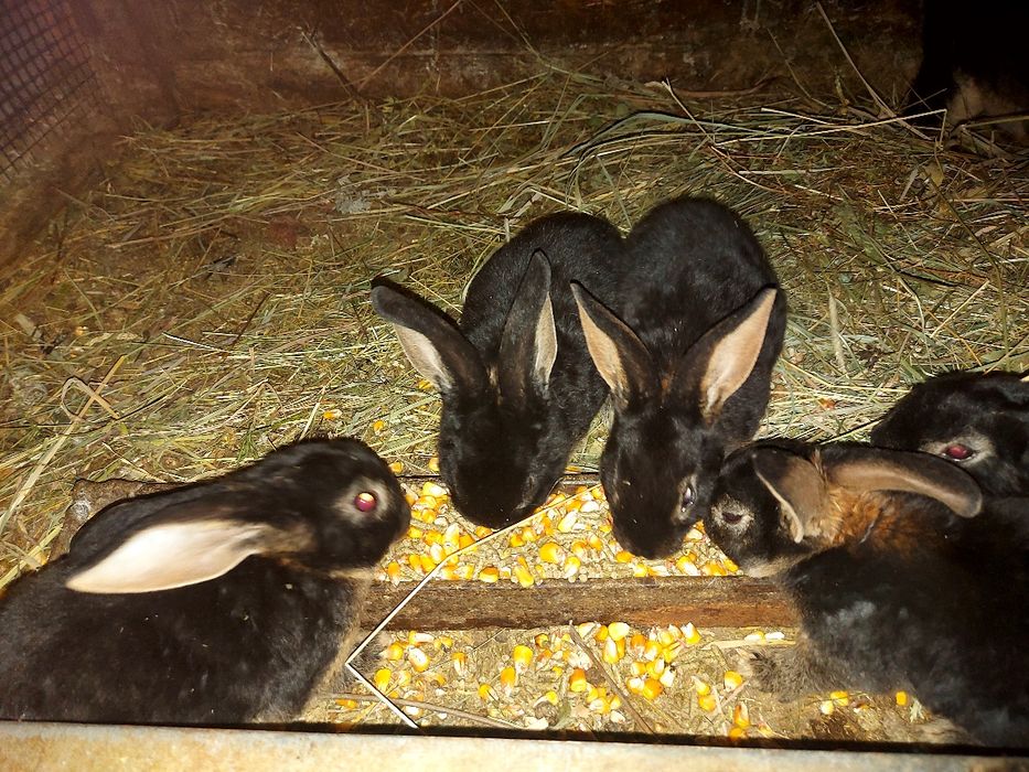 De vanzare femela rex  negru loh, cu pui