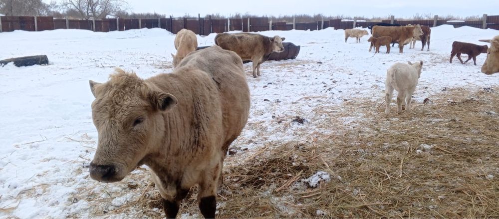 Продам быка 2 года