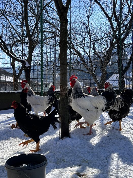 Cocosi de rasă Sussex Wyandotte Barnevelder Combatant Indian