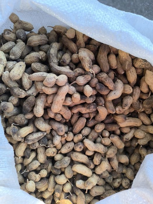 Храна за Папагали и други домашни любимци