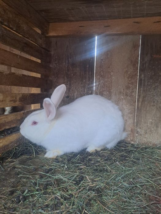 Vând sau schimb iepuri!