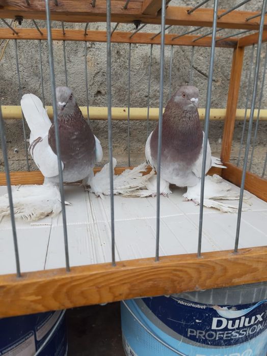 Голуби Голуби Го