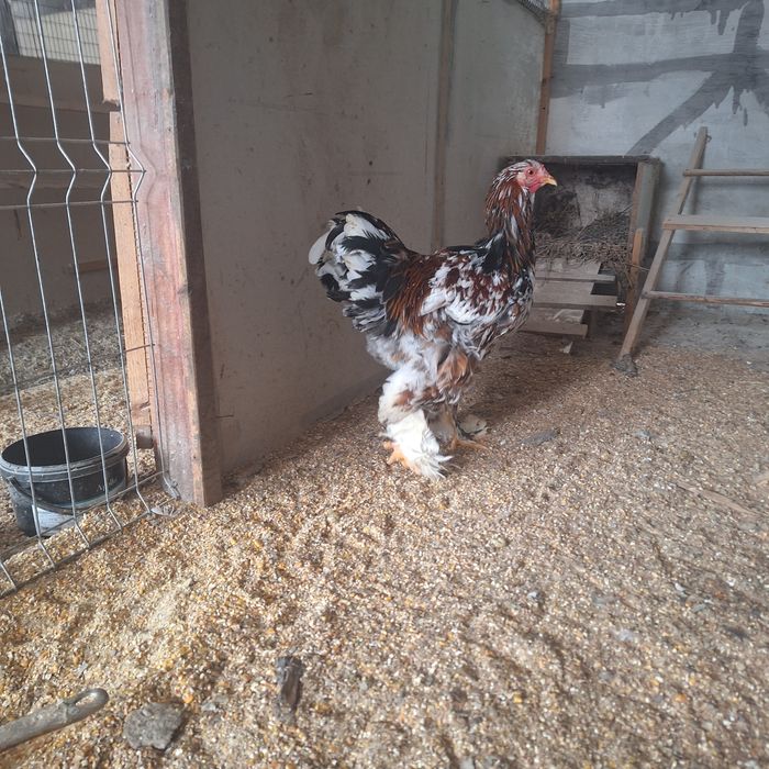 cocos brahma portelan de vanzare