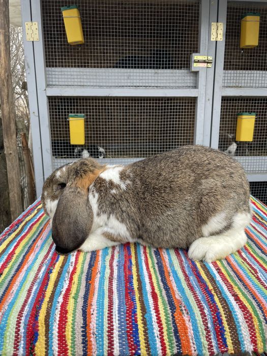 Vand femela berbec german