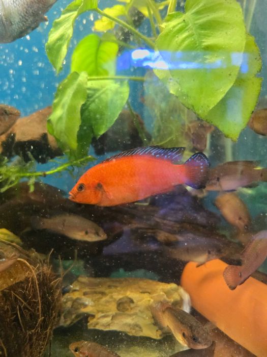 Jewel Turkana Cichlid