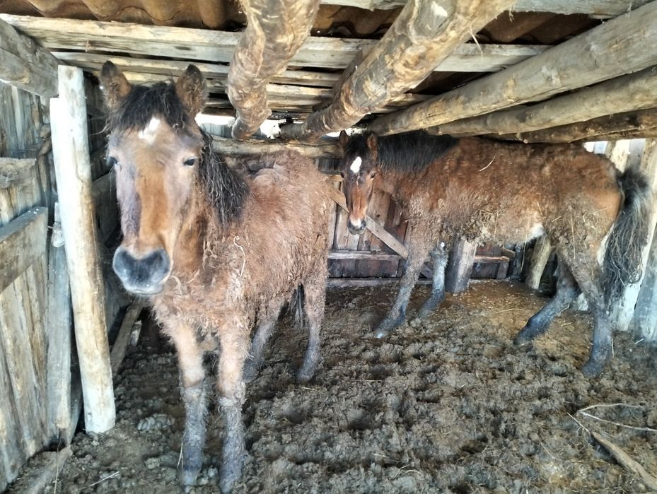 Продам жеребят девочки