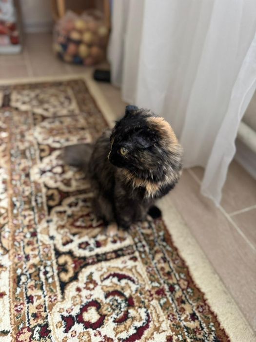 Кошка девочка отдам даром