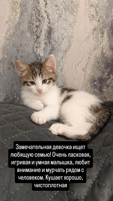 Котенок девочка.