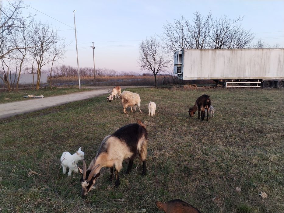 4.capre si iezi sau fara iezi.sau 7