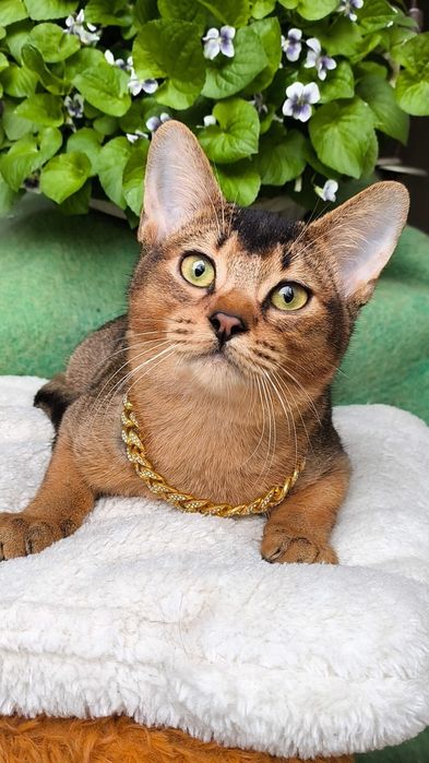 Абиссинские  котята . КЛУБ