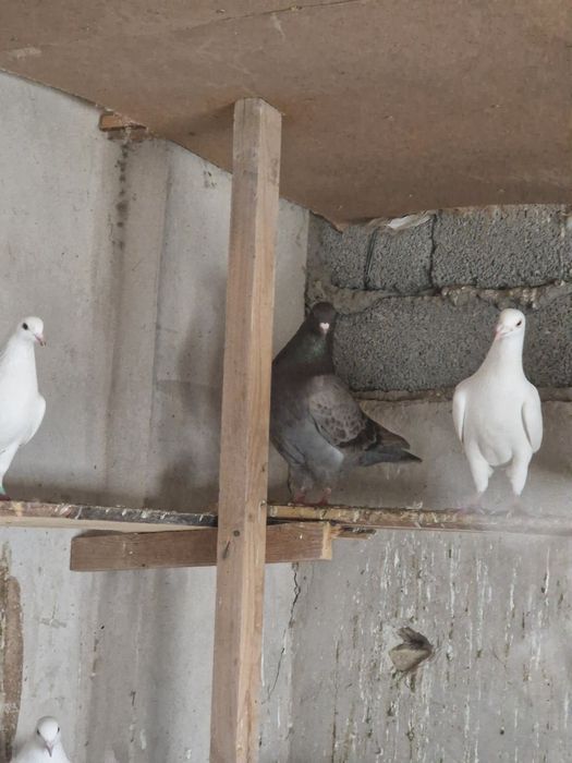 Продам голубей кептер