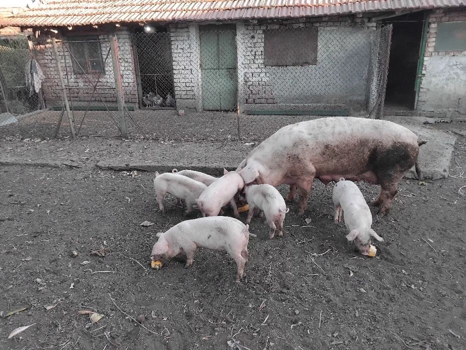Продавам 6 броя  малки прасенца