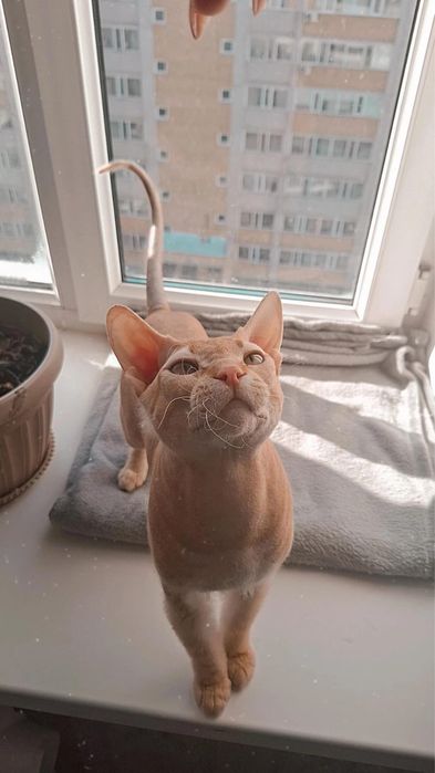 Продам котят сфинкса