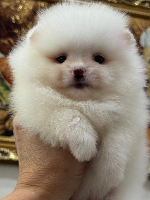 Супер щеночки шиица