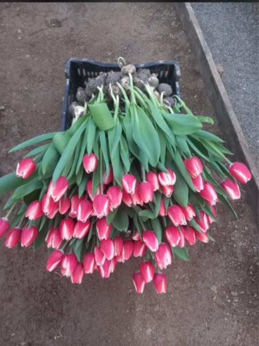 Тюльпаны оптом и в розницу Оптом Голландские тюльпаны