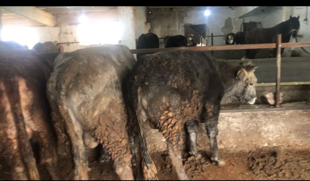 Бордакы ферма аренда,:/ срочно !?