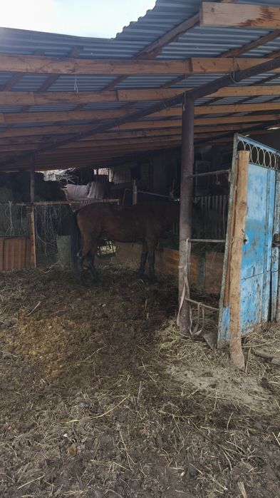 6 жасар семіз айғыр байланып тұрған