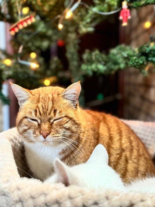 Отдам кота в хорошие руки