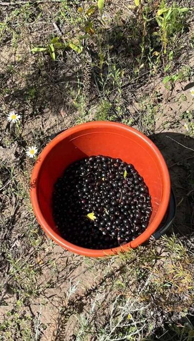 Смородина Смородина