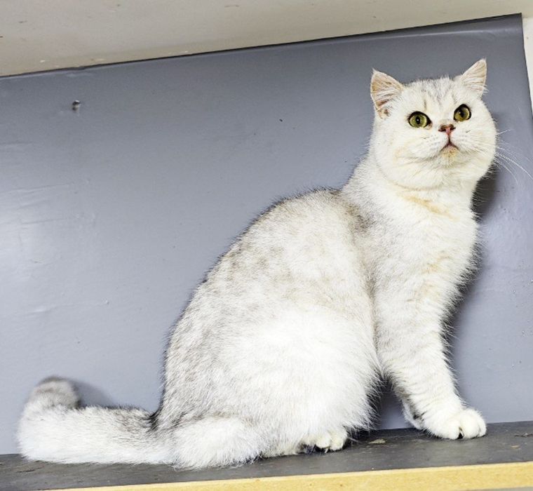 Serebristy winwilla ogil bola sotiladi zoti toza elegant  sotiladi