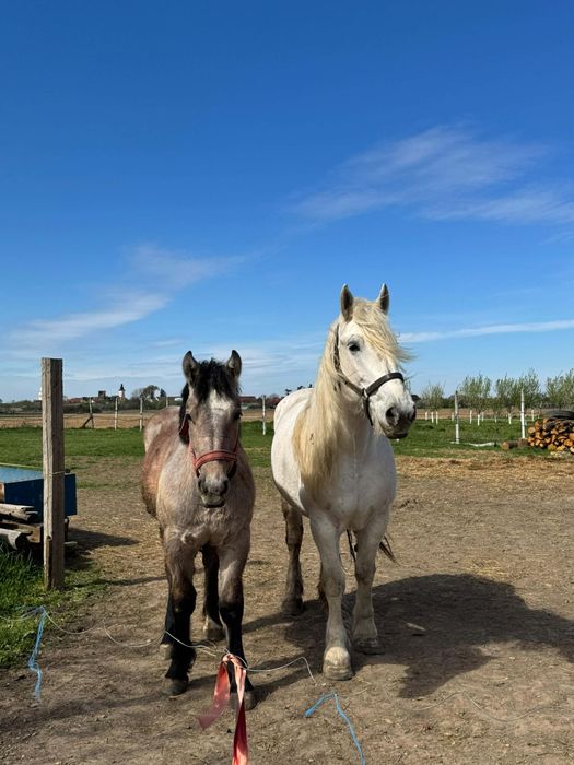 Vând mânză de 10 luni din cai buni