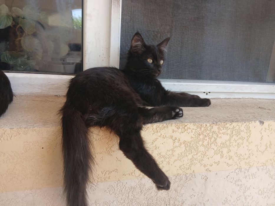 Тройняшки котята мушук mushuk