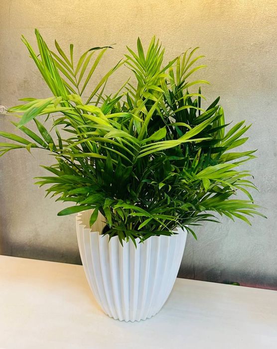 Хамедорея декоративная пальма в огромном ассортименте