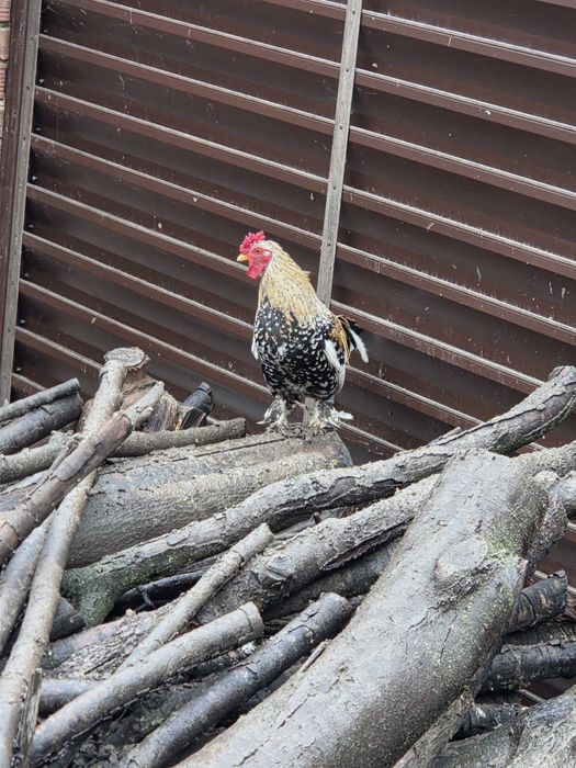 Декоративни Петлета и кокошки