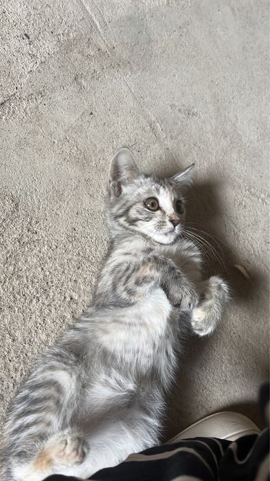Отдам котенка в добрые руки