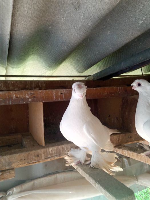 Продаётся пара белых двухчубые, валерные