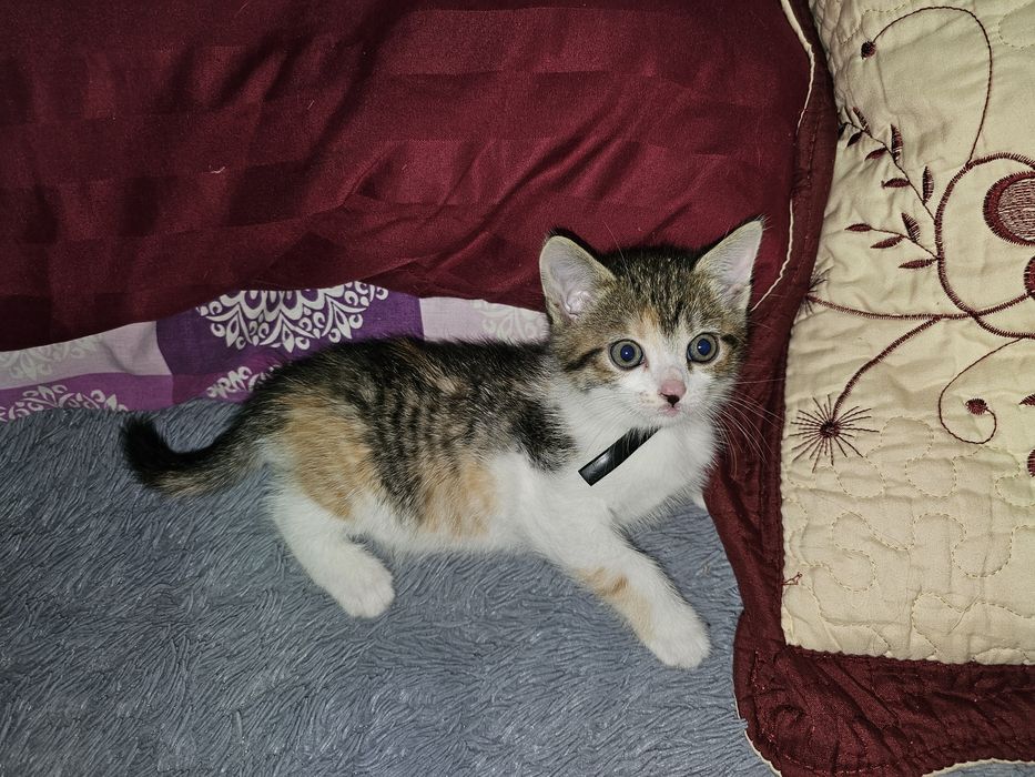 Отдам котят в добрые руки 2 мальчика 1 девочка.