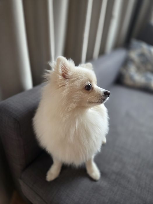 Мини шпиц търси любящ дом