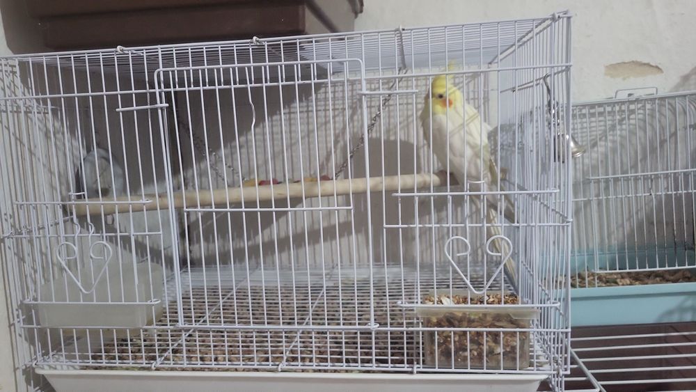 Продаётся корелла