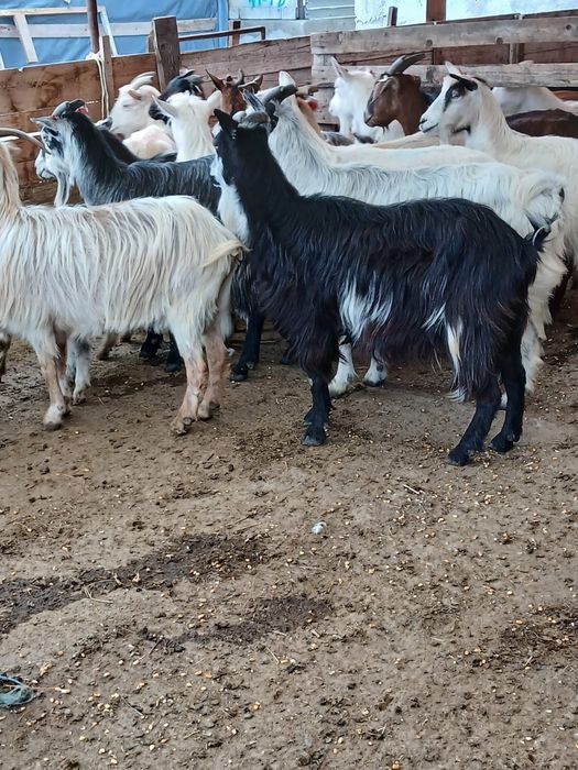 Vând urgent capre bune de lapte