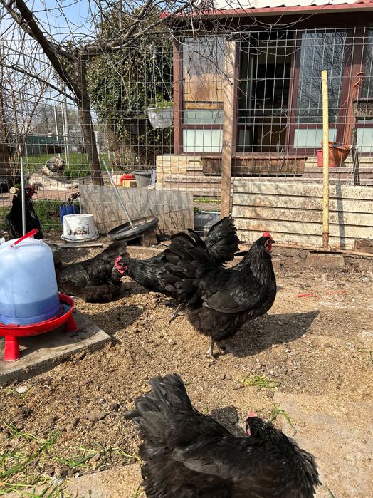 Gaini Australorp