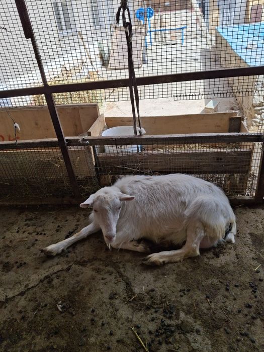 Ешкі сүті сатылады,Козье молоко