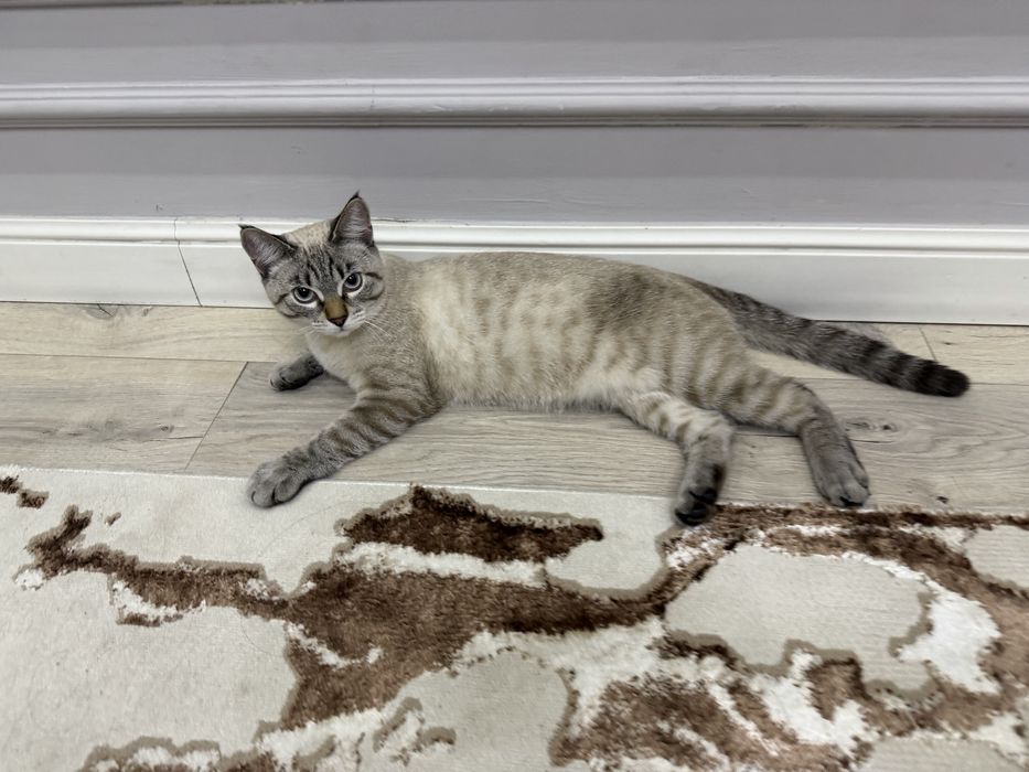 Кошке 7 месяцев