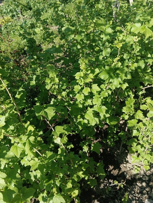 Смородина,душистая,чёрная Исыккульска.